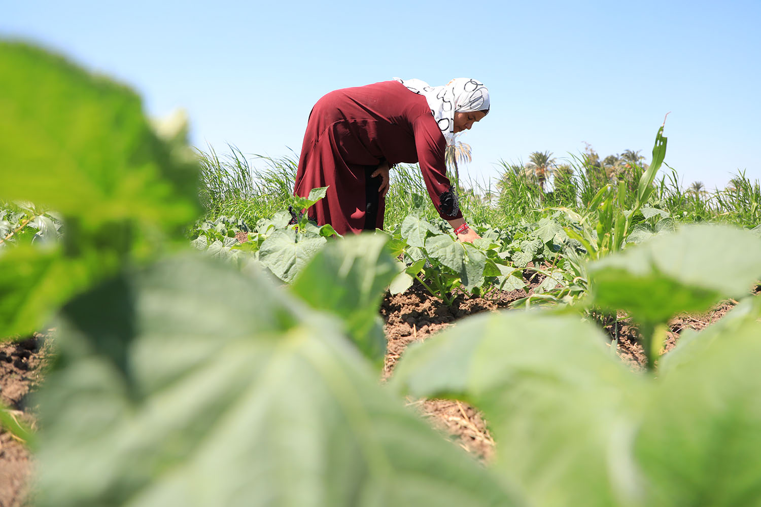 Werkende vrouw inspecteert gewassen op een groene akker onder een heldere blauwe hemel.