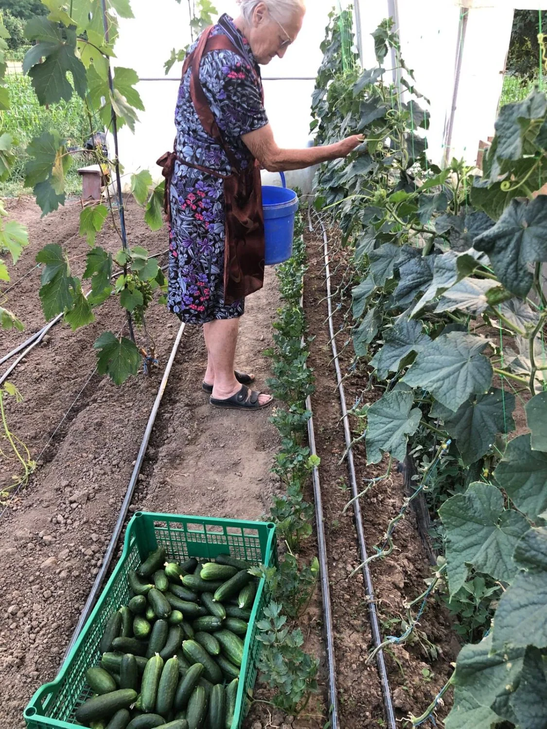 Gezellige vrouw plukt verse komkommers in de tuin, omringd door groeiende planten en een bak vol met oogstbare groenten, in een kas of serre.