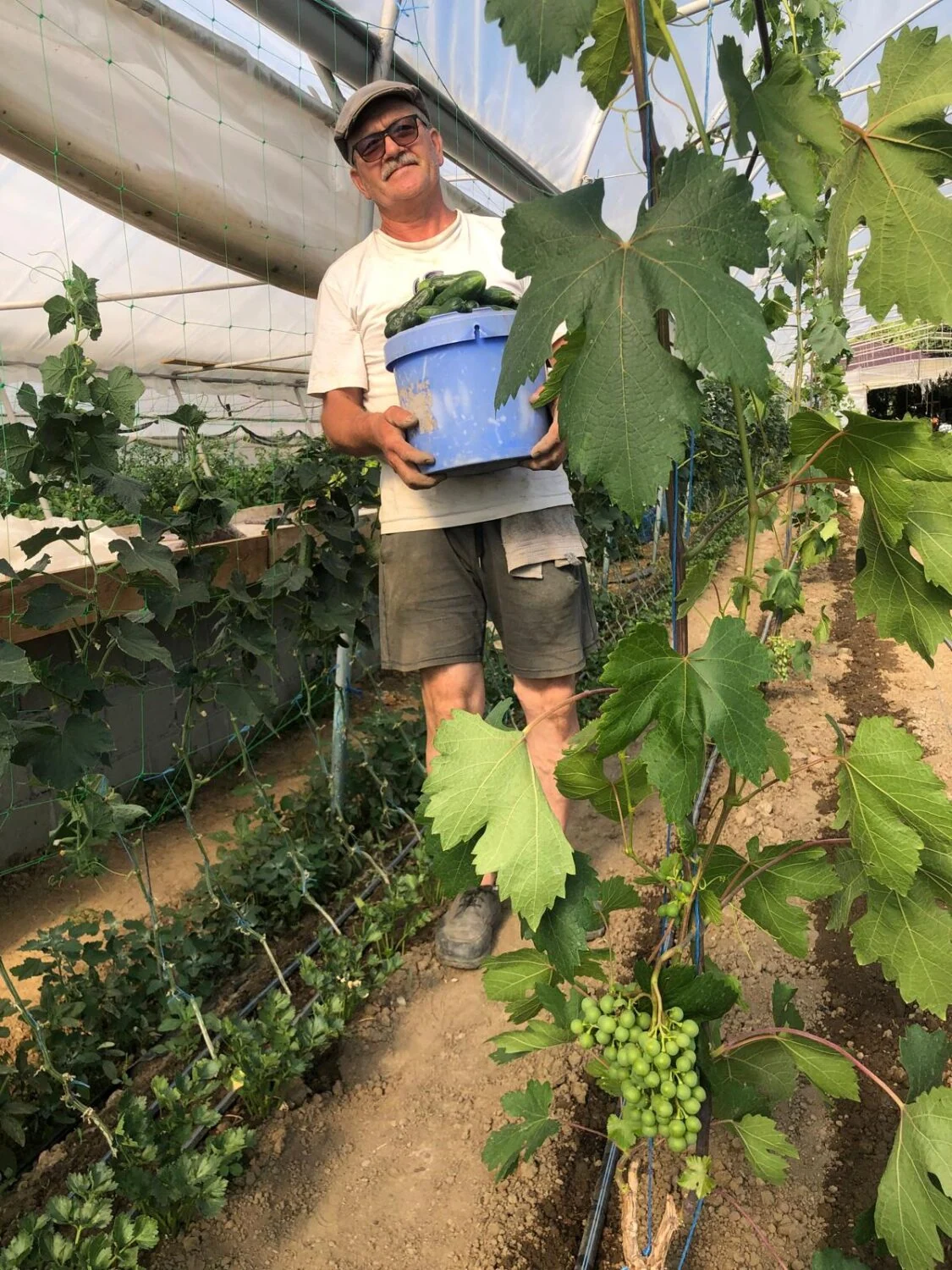 Een man met een hoed en een zonnebril in een kas, die een bak met groenten vasthoudt, omringd door jonge wijngaarden en groeipunten.