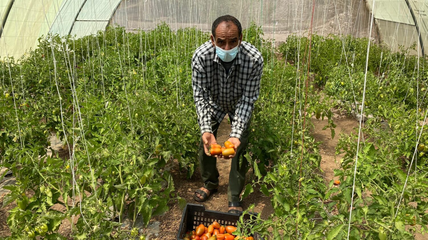 Tomatenplukker met verse rijpe tomaten in een kassenomgeving bij Dorcas.