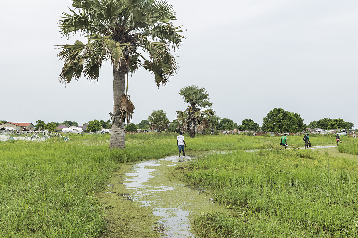Koel weiland met palmboom en pad, mensen wandelen in de natuur in een dorcas project.