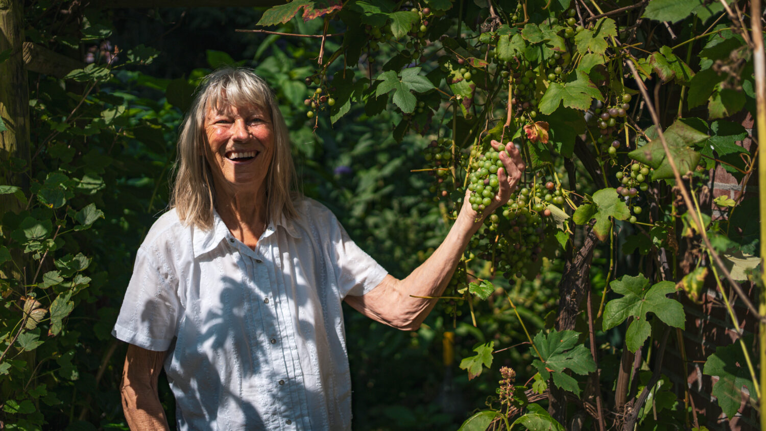 Een glimlachende vrouw plukt groene druiven in een wijngaard onder de zon.