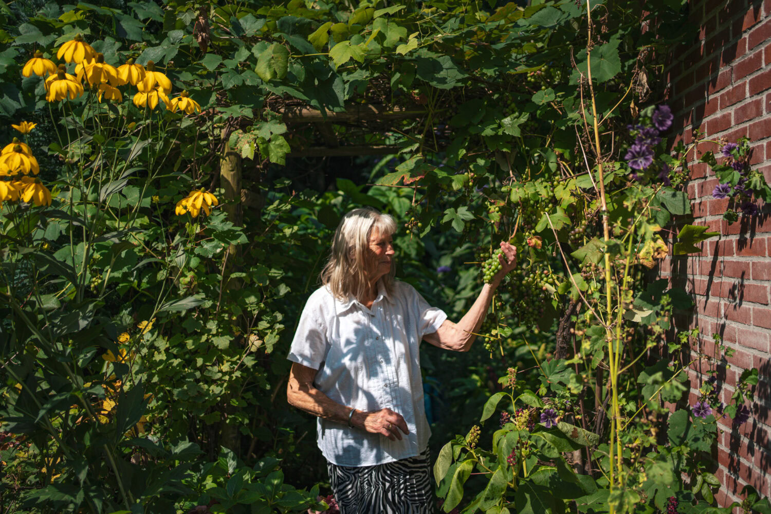 Gezellige senior vrouw plukt druiven in een groene tuin met bloemen en struiken naast een rode bakstenen muur, geniet van de natuur en de oogst op een zomerse dag.