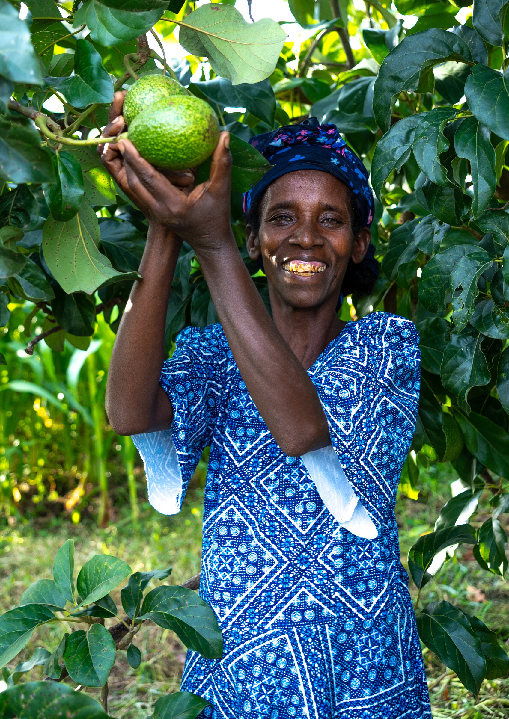 Vrolijke Ethiopische vrouw plukt een rijpe avocado uit een boom, omgeven door groene bladeren, in een vruchtbare boomgaard in Ethiopië.