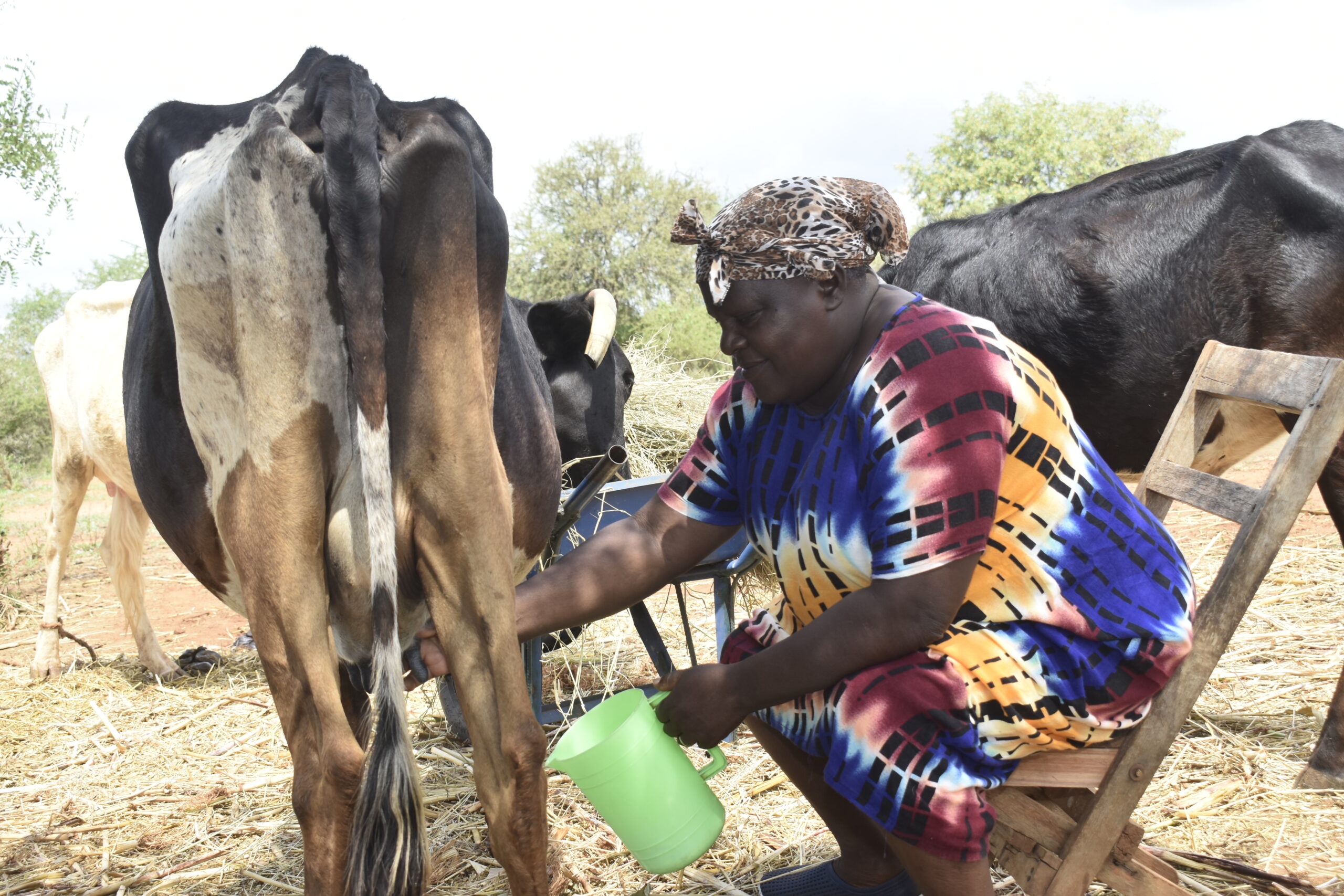 Een vrouw leert melken van een koe in Kenia, wat haar een nieuw inkomen oplevert en haar zelfstandigheid vergroot.