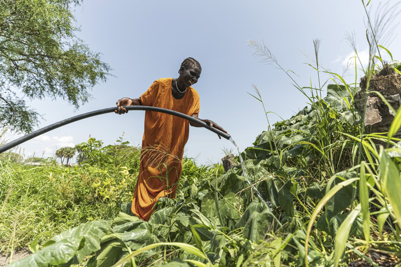Een vrouw in Zuid-Soedan water geeft met een slang water aan haar gewassen in een groene veld, onder een heldere blauwe hemel.