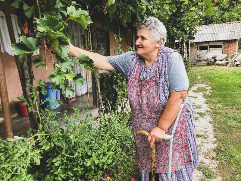 Een oudere vrouw plukt druiven in haar tuin, omgeven door groene planten en een landelijke omgeving in Roemenië.