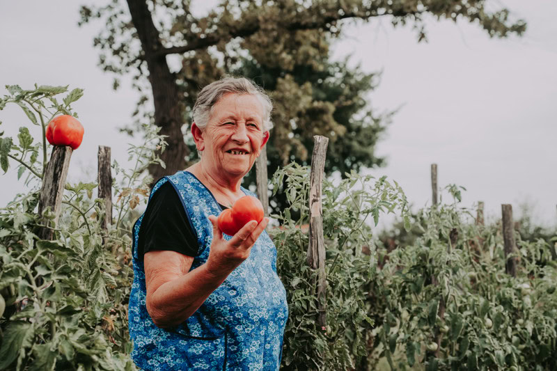 Een oudere vrouw plukt rijpe tomaten in haar tuin in Roemenië, omgeven door groene planten en een houten hek, symboliseert lokale landbouw en zelfvoorziening.