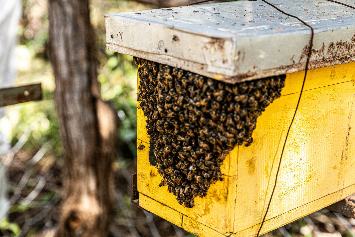 Een gele Keniaanse bijenkorf met een grote bijenvolk die honing produceert, geplaatst in een natuurlijke omgeving met bomen op de achtergrond.