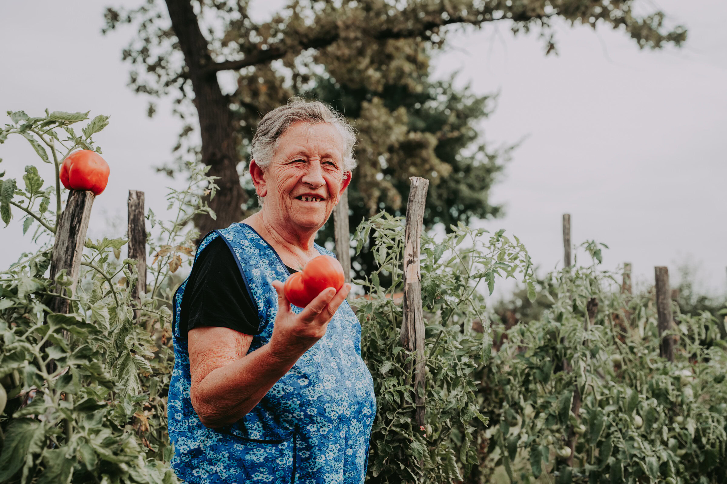 Een oudere vrouw in een tuin met tomatenplanten, lachend en trots op haar oogst, symboliseert armoedebestrijding en humanitaire hulp in ontwikkelingslanden.