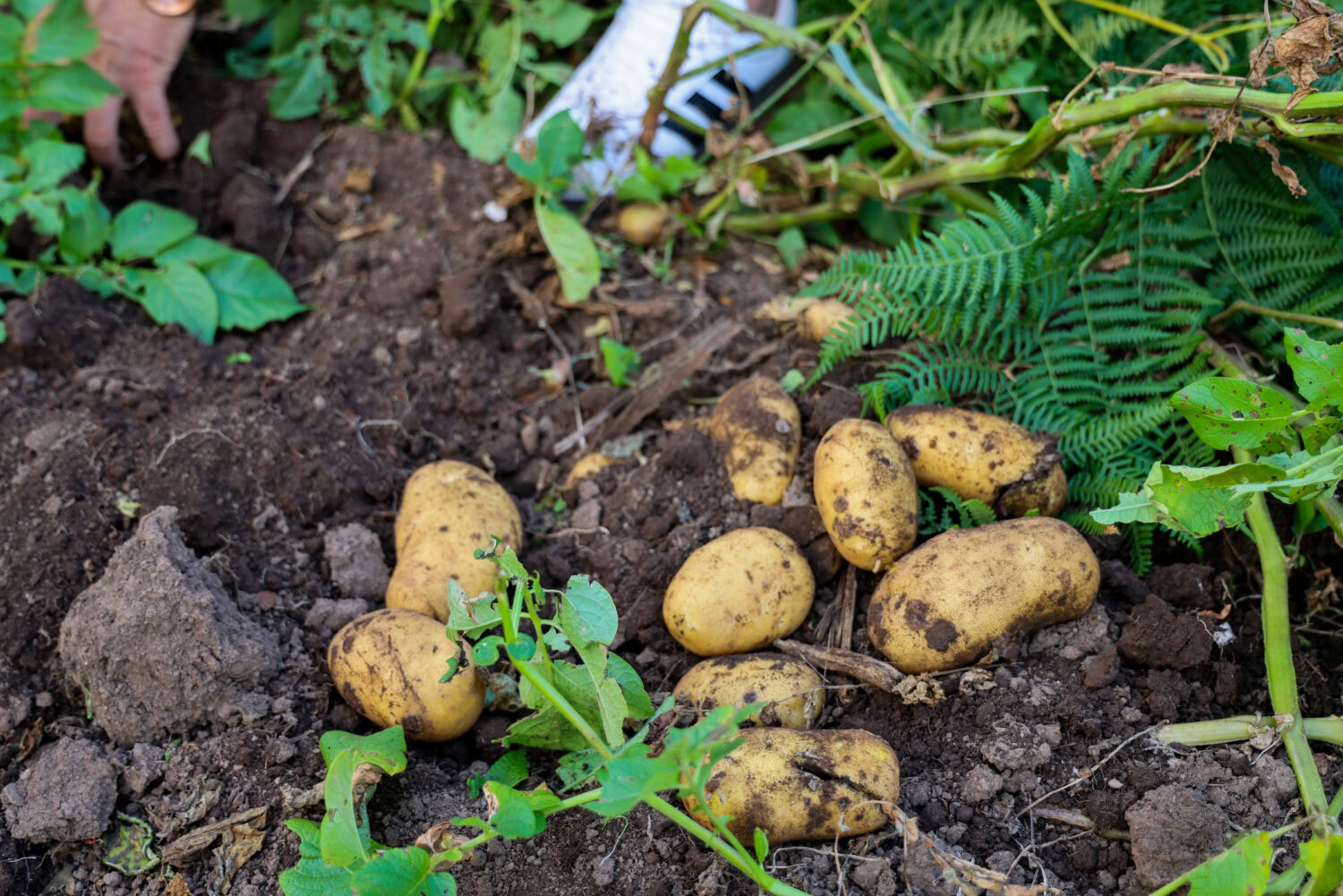 Noodhulp en armoedebestrijding: aardappelen geoogst op vruchtbare grond met groene bladeren en planten rondom, passend bij Dorcas missie en menselijke waardigheid.