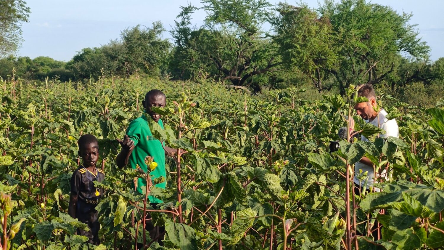 Drie veldwerkers in een katoenenveld in Afrikaans tijdperk, bezorgd kijkend naar de oogst en plantzorg.