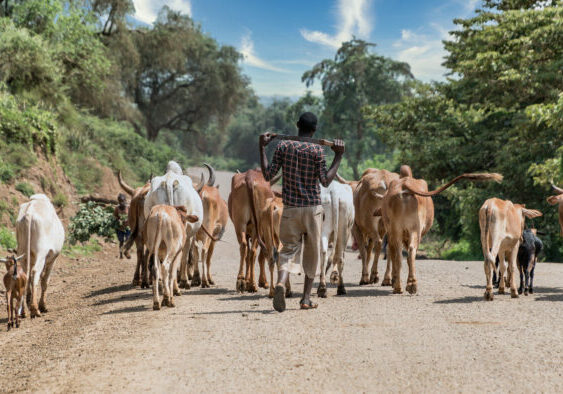 Ethiopië Ethiopia farmer