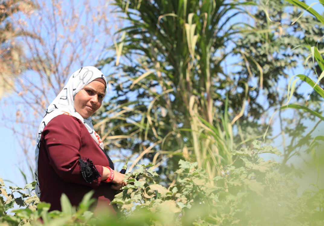 The mother is in the field with the vegetables she grows. 9-13-2 Vrouw onderzoekt gewassen op een veld met groenten en maïs onder een blauwe lucht in de omgeving van Dorcas.