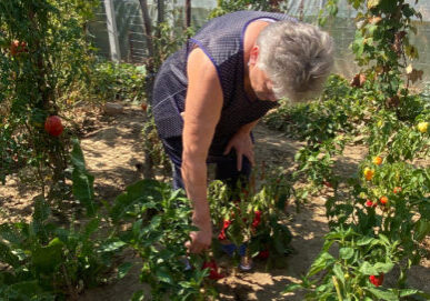 Elizabeta bukt om paprika's en tomaten te plukken.